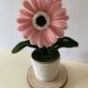 IMG_5977(1) Gerbera Rosa