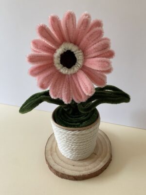 Gerbera Rosa