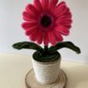 IMG_5988 Gerbera Fucsia