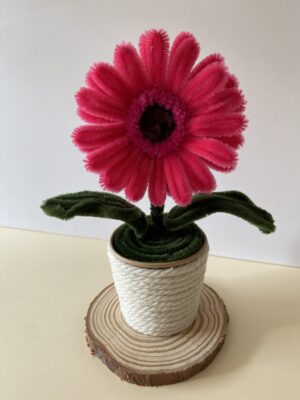 IMG_5988 Gerbera Fucsia