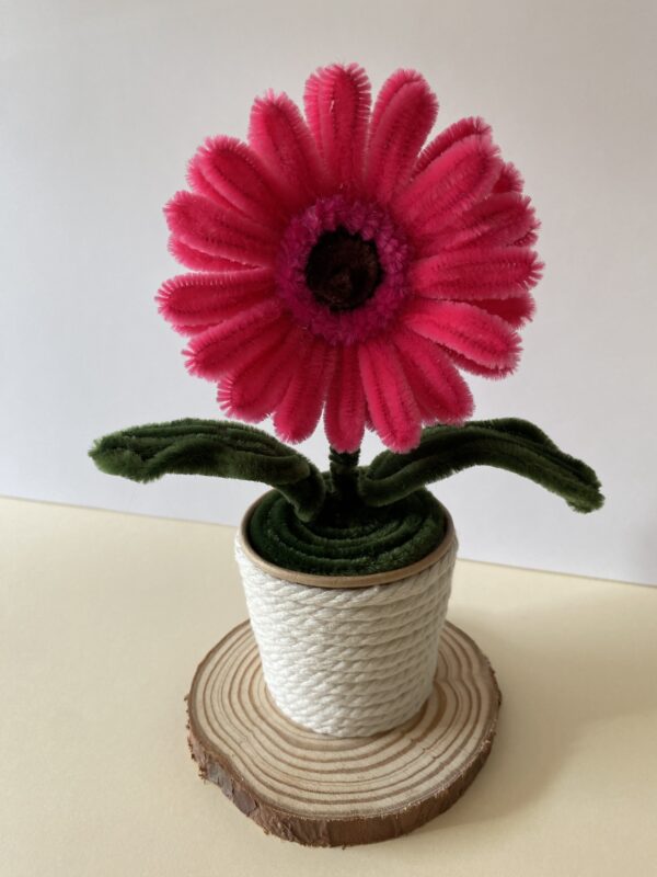 IMG_5988 Gerbera Fucsia