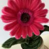 IMG_5990 Gerbera Fucsia