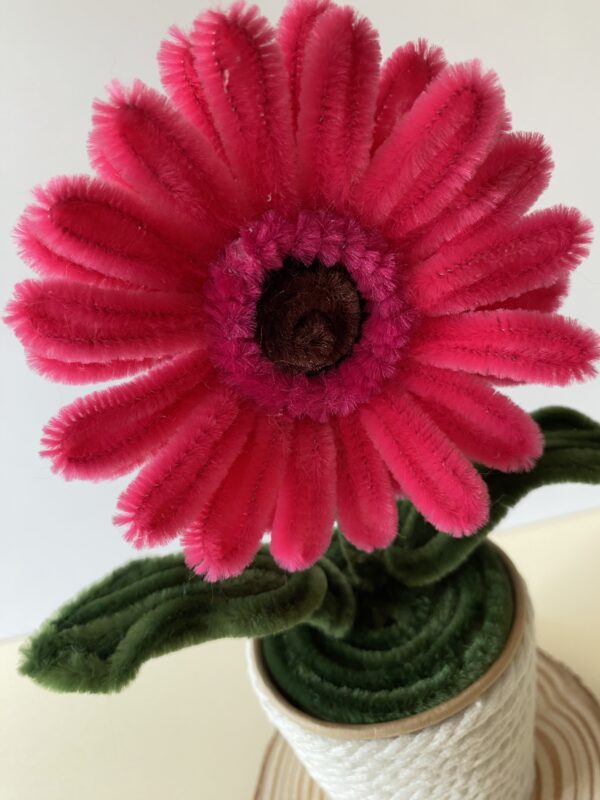 IMG_5990 Gerbera Fucsia