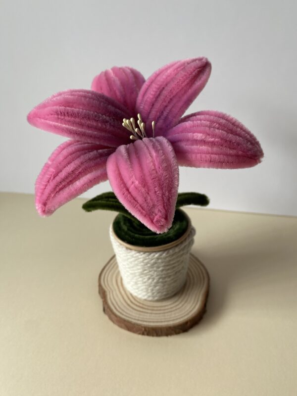 Lirio Rosa