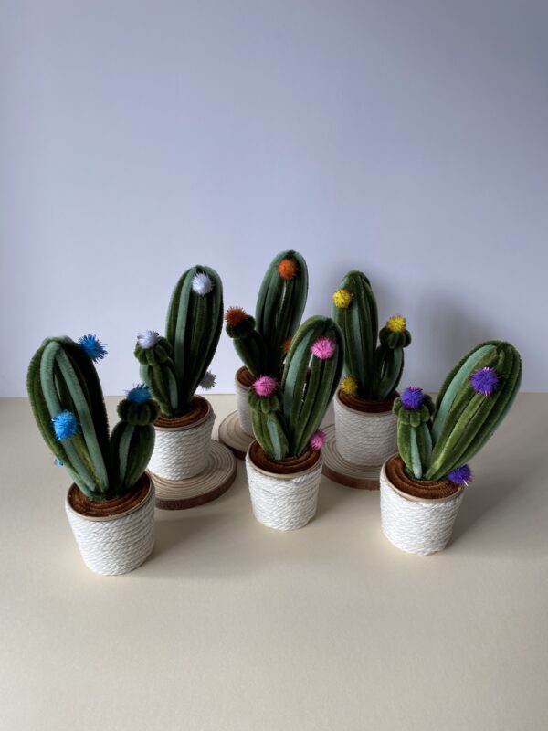 IMG_6407 Cactus