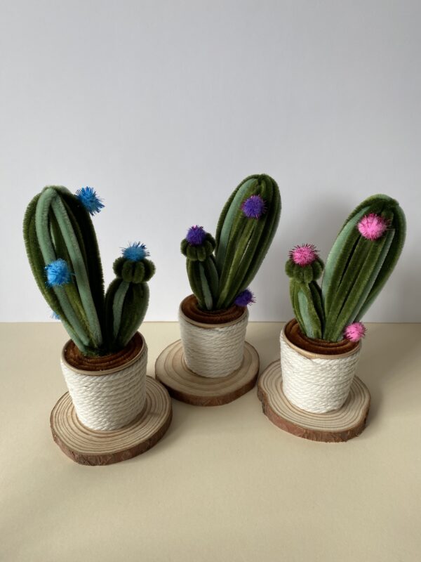 IMG_6408 Cactus