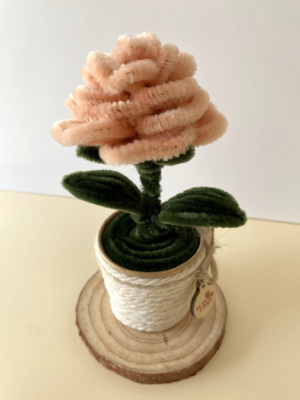 Rosachampagne1 Rosa Champagne