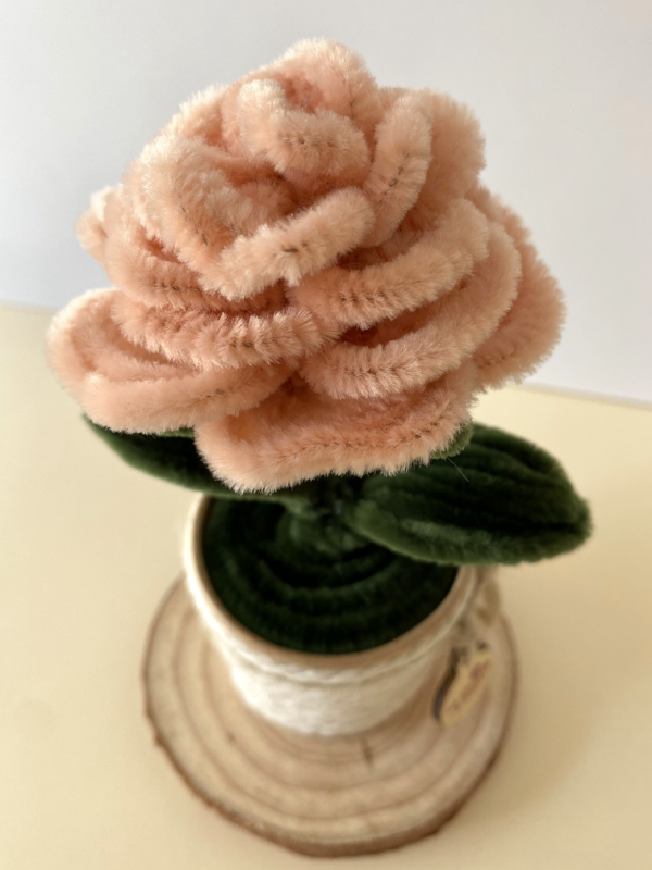Rosa Champagne