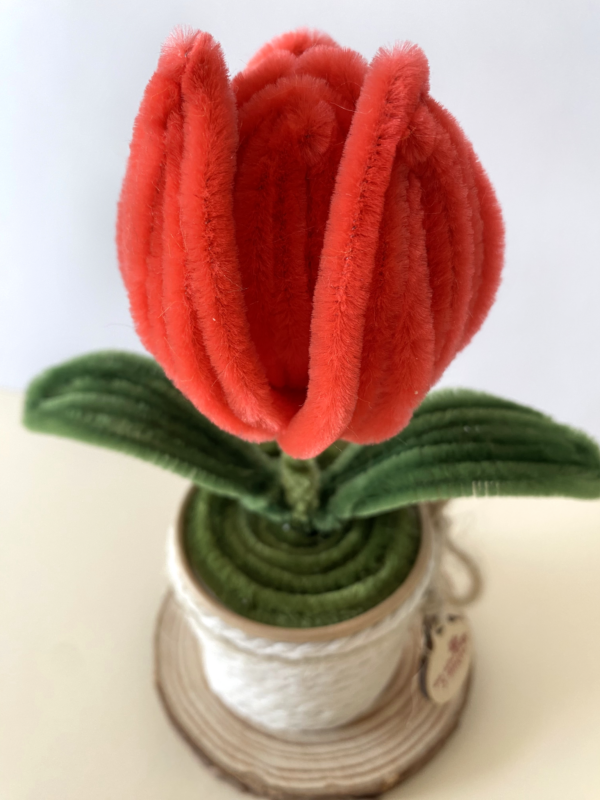 Tulipán Rojo
