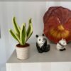 WhatsApp Image 2026-03-05 at 11.53.44 Sansevieria trifasciata