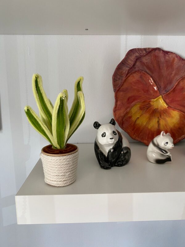 WhatsApp Image 2026-03-05 at 11.53.44 Sansevieria trifasciata