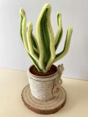 lenguadesuegra1 Sansevieria trifasciata