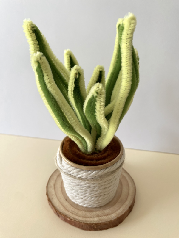 lenguadesuegra2 Sansevieria trifasciata