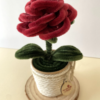 rosagranate1 Rosa Granate