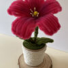 Hibisco Fucsia