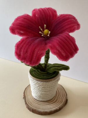 Hibisco Fucsia
