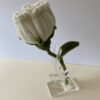 IMG_5996 Rosa Blanca