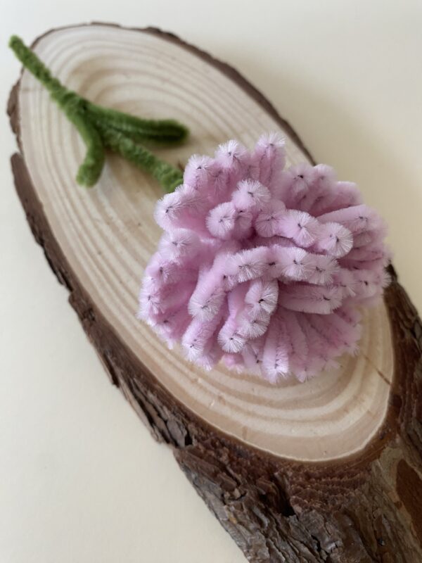 Clavel Rosa
