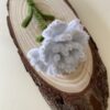 IMG_6027 Clavel Blanco