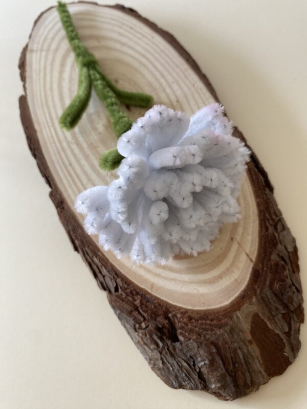 IMG_6027 Clavel Blanco