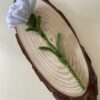 IMG_6028 Clavel Blanco