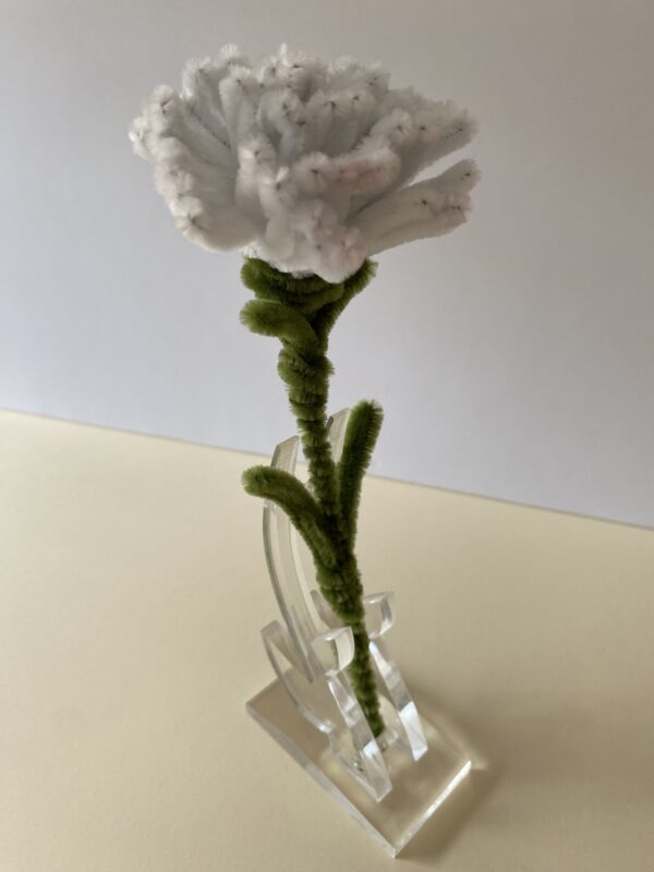 IMG_6035 Clavel Blanco