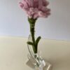 Clavel Rosa
