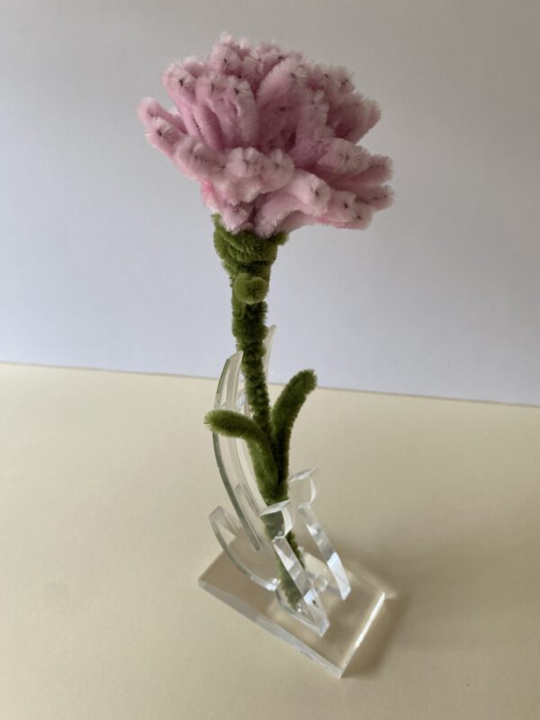 Clavel Rosa