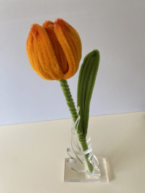 Tulipán Naranja