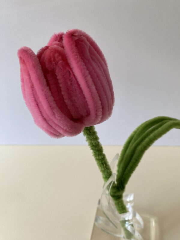 Tulipán Rosa