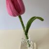 IMG_6104 Tulipán Rosa