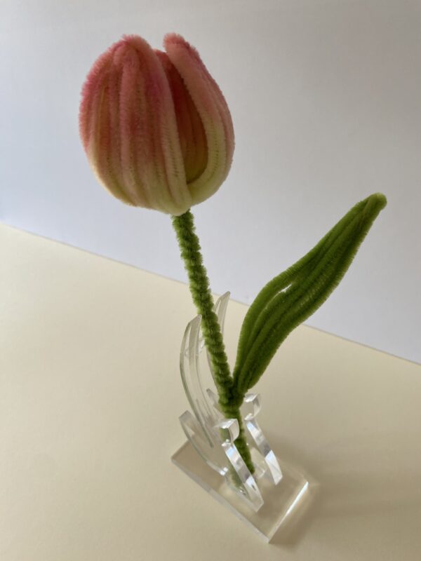 IMG_6106 Tulipán bicolor