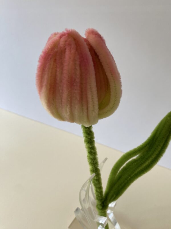 IMG_6107 Tulipán bicolor