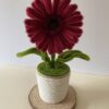 Gerbera Granate