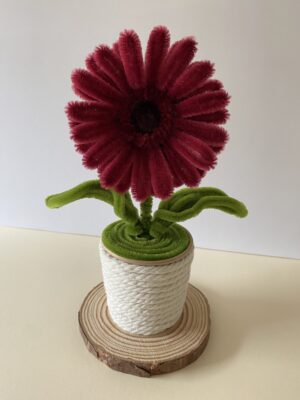 IMG_6224 Gerbera Granate