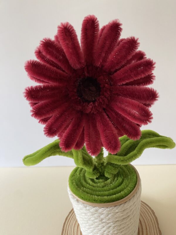 Gerbera Granate