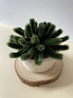 Suculenta 1