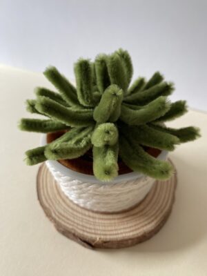 Suculenta 2