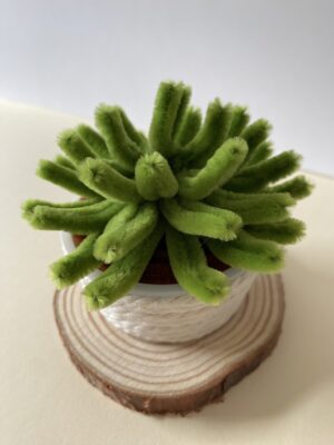 Suculenta 3