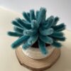 Suculenta 4