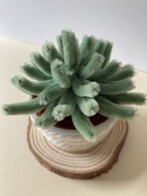 Suculenta 5