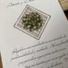 Suculenta 4
