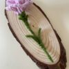 Clavel Rosa