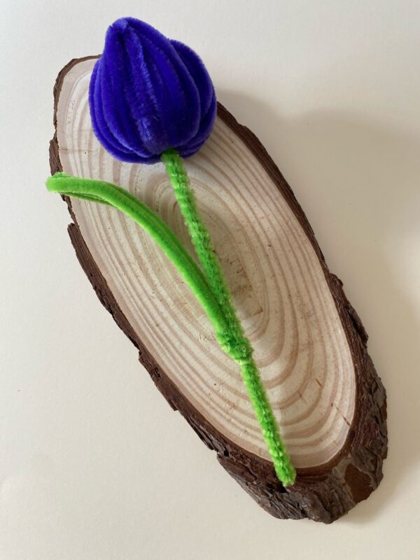 Tulipán Morado oscuro