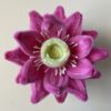 IMG_6962 Loto Rosa