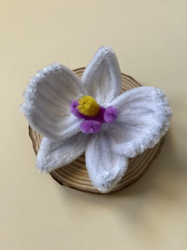 IMG_6964 Broche Orquídea Blanca