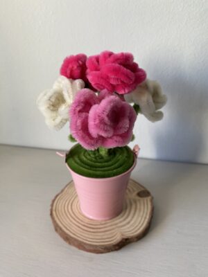 IMG_0097 MiniRosas